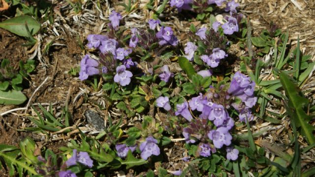 Clinopodium alpinum